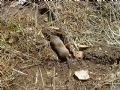 Microtus savii